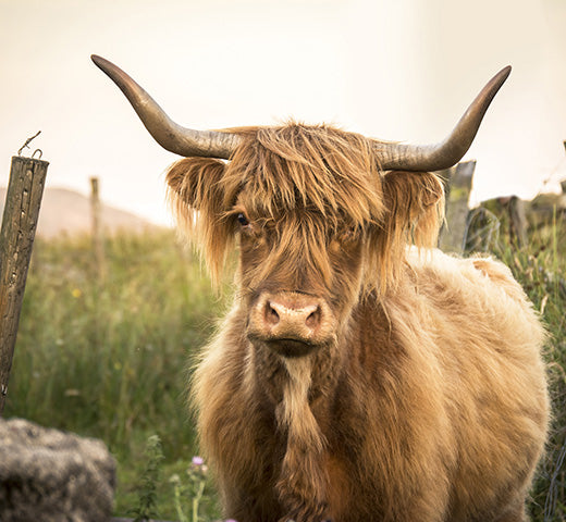 Why the name Cow & Coconut?